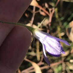 Wahlenbergia stricta subsp. stricta (Tall Bluebell) at Red Hill, ACT - 30 Apr 2022 by Tapirlord