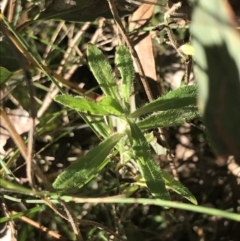 Wahlenbergia stricta subsp. stricta at Red Hill, ACT - 30 Apr 2022