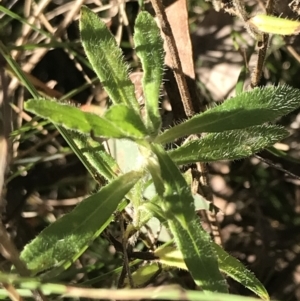 Wahlenbergia stricta subsp. stricta at Red Hill, ACT - 30 Apr 2022