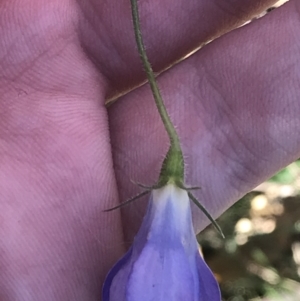 Wahlenbergia stricta subsp. stricta at Red Hill, ACT - 30 Apr 2022 03:50 PM