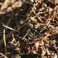 Papyrius sp. (genus) (A Coconut Ant) at Red Hill Nature Reserve - 30 Apr 2022 by Tapirlord