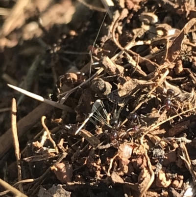 Papyrius sp. (genus) (A Coconut Ant) at Red Hill, ACT - 30 Apr 2022 by Tapirlord