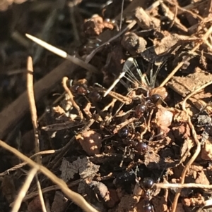 Papyrius sp. (genus) at Red Hill, ACT - 30 Apr 2022