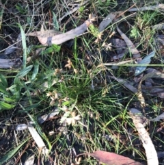 Juncus homalocaulis at Red Hill, ACT - 30 Apr 2022