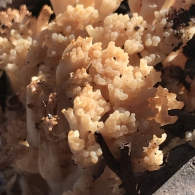 Ramaria sp. (A Coral fungus) at Hughes Garran Woodland - 30 Apr 2022 by Tapirlord