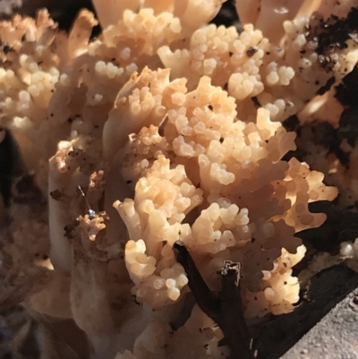 Ramaria sp. (genus) (A Coral fungus) at Hughes, ACT - 30 Apr 2022 by Tapirlord