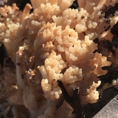 Ramaria sp. (A Coral fungus) at Hughes Garran Woodland - 30 Apr 2022 by Tapirlord