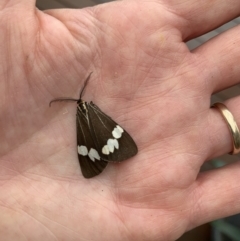 Nyctemera amicus (Senecio Moth, Magpie Moth, Cineraria Moth) at Weston, ACT - 11 May 2022 by Amelia