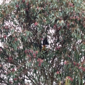 Pteropus poliocephalus at Kaleen, ACT - 11 May 2022 11:40 AM