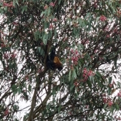 Pteropus poliocephalus at Kaleen, ACT - 11 May 2022 11:40 AM