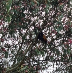 Pteropus poliocephalus at Kaleen, ACT - 11 May 2022 11:40 AM