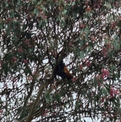 Pteropus poliocephalus at Kaleen, ACT - 11 May 2022 11:40 AM