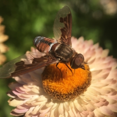 Bombyliidae (family) (Unidentified Bee fly) at ANBG - 3 Feb 2019 by PeterA