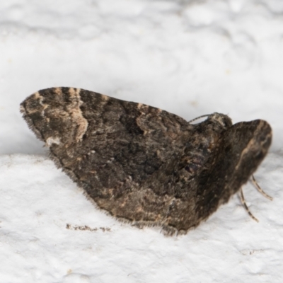 Epyaxa sodaliata (Sodaliata Moth, Clover Moth) at Melba, ACT - 28 Apr 2022 by kasiaaus