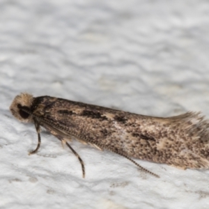 Tinea pallescentella at Melba, ACT - 29 Apr 2022