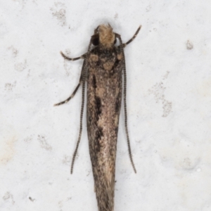 Tinea pallescentella at Melba, ACT - 29 Apr 2022 12:24 AM