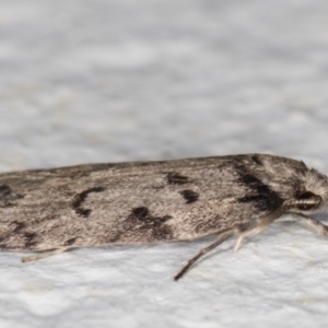 Philobota philostaura at Melba, ACT - 29 Apr 2022 12:24 AM