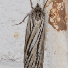 Ciampa arietaria (Brown Pasture Looper Moth) at Melba, ACT - 29 Apr 2022 by kasiaaus