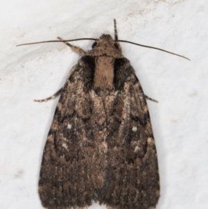 Proteuxoa provisional species 2 at Melba, ACT - 29 Apr 2022