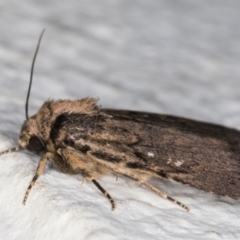 Proteuxoa provisional species 2 at Melba, ACT - 29 Apr 2022 11:16 PM