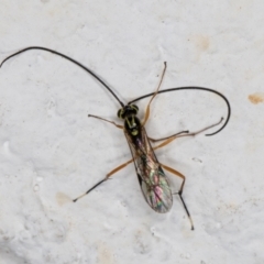 Unidentified Parasitic wasp (numerous families) at Melba, ACT - 29 Apr 2022 by kasiaaus