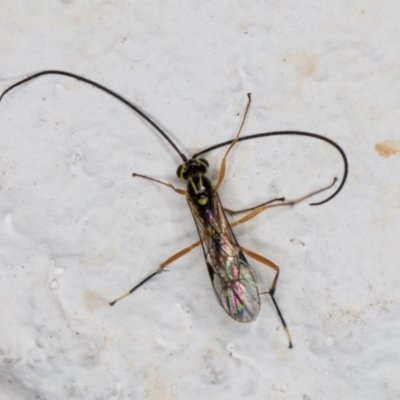 Ichneumonoidea (Superfamily) (A species of parasitic wasp) at Melba, ACT - 29 Apr 2022 by kasiaaus