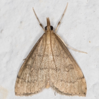 Metasia (genus) (A Crambid moth) at Melba, ACT - 29 Apr 2022 by kasiaaus