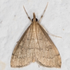 Metasia (genus) (A Crambid moth) at Melba, ACT - 29 Apr 2022 by kasiaaus