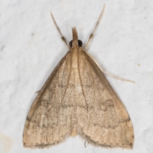 Metasia (genus) at Melba, ACT - 29 Apr 2022