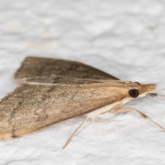 Metasia (genus) at Melba, ACT - 29 Apr 2022 11:20 PM