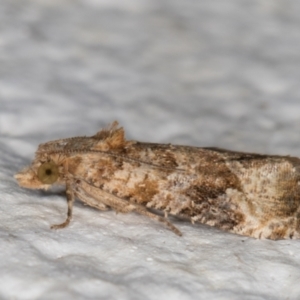 Lobesia (genus) at Melba, ACT - 29 Apr 2022