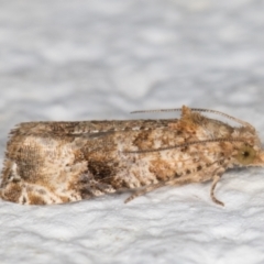 Lobesia (genus) at Melba, ACT - 29 Apr 2022