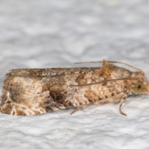 Lobesia (genus) at Melba, ACT - 29 Apr 2022 11:21 PM