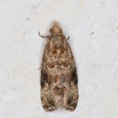 Lobesia (genus) at Melba, ACT - 29 Apr 2022 11:21 PM