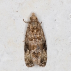 Lobesia (genus) at Melba, ACT - 29 Apr 2022