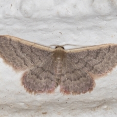 Idaea inversata (Purple Wave) at Melba, ACT - 29 Apr 2022 by kasiaaus