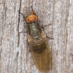 Sapromyza sp. (genus) at Melba, ACT - 30 Apr 2022