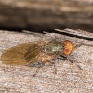 Sapromyza sp. (genus) at Melba, ACT - 30 Apr 2022