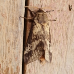 Oxycanus silvanus (Pale Oxycanus) at Wambrook, NSW - 11 May 2022 by Mike