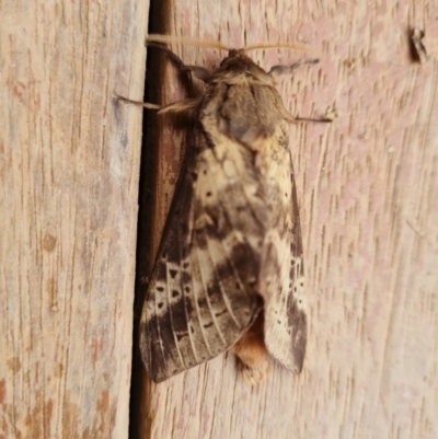 Oxycanus silvanus (Pale Oxycanus) at Wambrook, NSW - 10 May 2022 by Mike