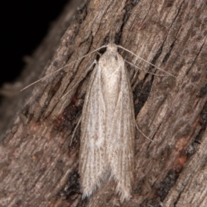 Phryganeutis cinerea at Melba, ACT - 30 Apr 2022 11:25 PM