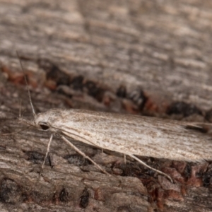 Phryganeutis cinerea at Melba, ACT - 30 Apr 2022