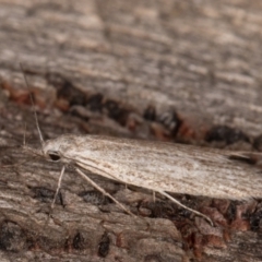 Phryganeutis cinerea at Melba, ACT - 30 Apr 2022