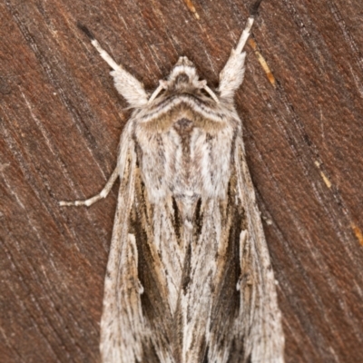 Persectania ewingii (Southern Armyworm) at Melba, ACT - 30 Apr 2022 by kasiaaus