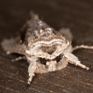 Persectania ewingii at Melba, ACT - 30 Apr 2022 11:24 PM