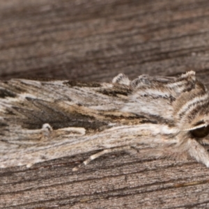 Persectania ewingii at Melba, ACT - 30 Apr 2022 11:24 PM