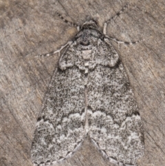 Smyriodes undescribed species nr aplectaria at Melba, ACT - 30 Apr 2022 by kasiaaus