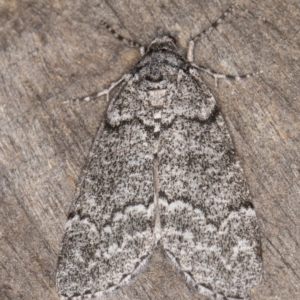 Smyriodes undescribed species nr aplectaria at Melba, ACT - 30 Apr 2022 11:23 PM