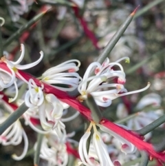 Hakea decurrens (Bushy Needlewood) at Fentons Creek, VIC - 10 May 2022 by KL