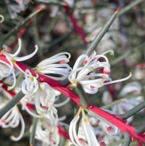 Hakea decurrens (TBC) at suppressed by KL